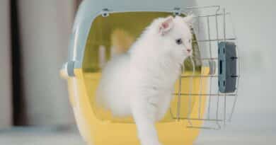 Transporte de pets por aplicativo